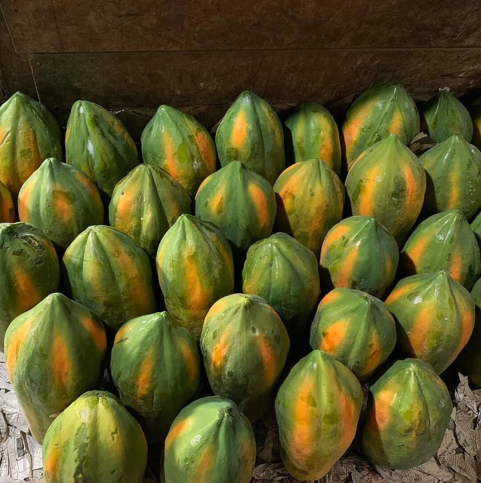 150+ Big Bangkok Papaya Seeds | Giant Papaya | Carica papaya | Fast Growing Tropical Fruit Seeds