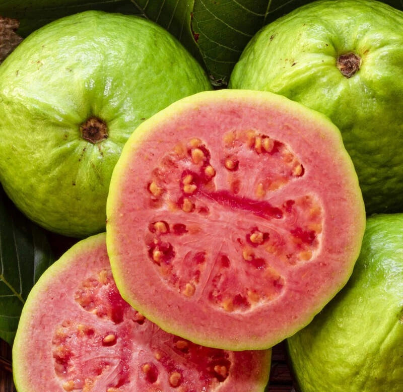 250+ Red Sumbing Guava Seeds (Psidium guajava Pink Fleshed / Mount Sumbing Exotic Sweet Guava) – Premium Exotic Fruit Tree & Orchard Seeds for Planting