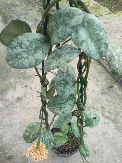 Hoya Waymaniae - Rare & Textured Tropical Wax Plant
