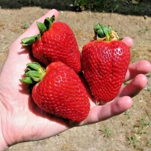 Strawberry Seeds 160+ pcs Bundle (Fragaria × ananassa) – 4-Cultivar Garden Package Premium Certified Sweet Berry Fruit Plant Seeds for Planting