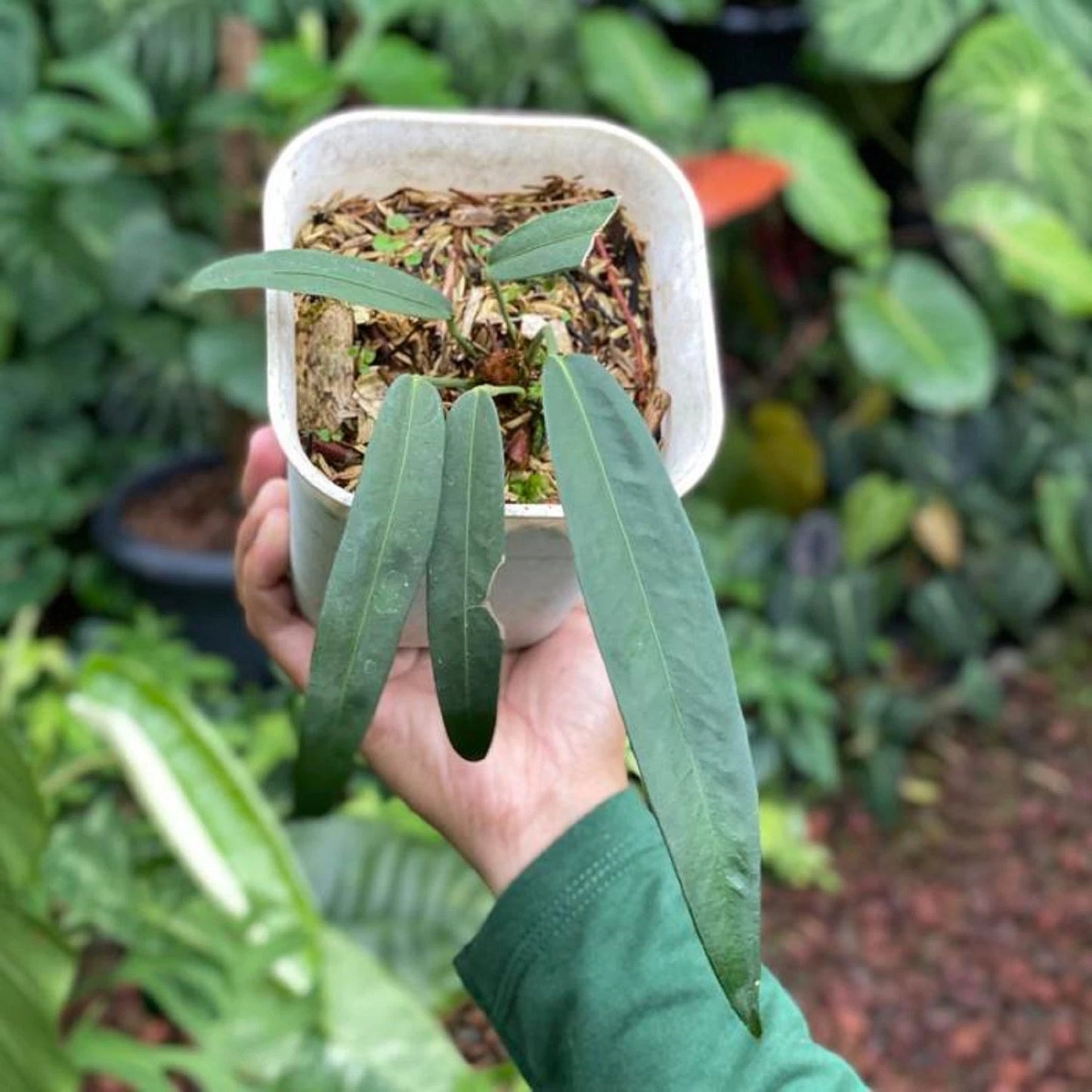 Anthurium wendlingeri – Exotic Rare Strap-Leaf Tropical Aroid