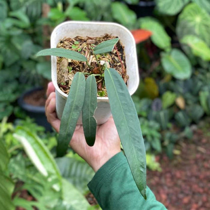 Anthurium wendlingeri – Exotic Rare Strap-Leaf Tropical Aroid