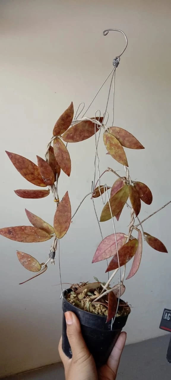 Hoya Scortechinii 'Red Leaves' – Rare Tropical Indoor Outdoor Wax Plant Certified Live Specimen for Planting