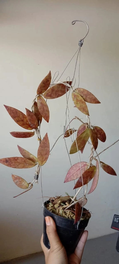 Hoya Scortechinii 'Red Leaves' – Rare Tropical Indoor Outdoor Wax Plant Certified Live Specimen for Planting