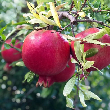 Ruby Pomegranate Seeds (Punica granatum 'Ruby') – 100+ Premium Fresh Ultra-Sweet Vibrant Red Ruby Pomegranate Seeds