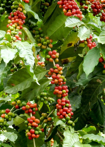 Certified S288 Coffee Seeds (Coffea arabica x liberica hybrid) – Heirloom Indian Exotic Coffee Bean Seeds for Planting (120+ Pcs)