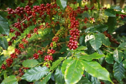 Robusta Coffee Seeds (Coffea canephora var. robusta / 300+ High-Yield Commercial Grade Coffee Seeds) – Premium Gourmet Specialty Coffee Plant Seeds for Planting