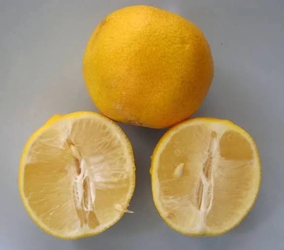 Limonetta Sweet Lime Seeds for Planting | Citrus limetta | Tropical Citrus Tree Seeds | Fresh Garden Seeds