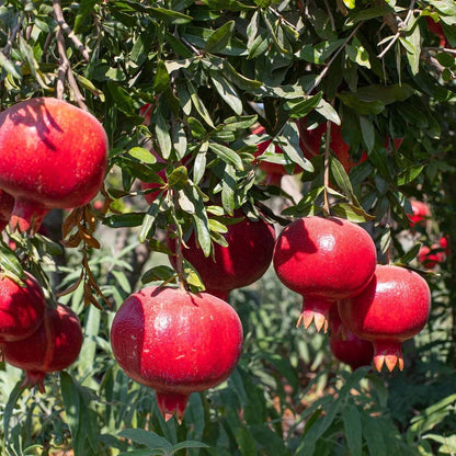 Bulk Parfianka Pomegranate Seeds (Punica granatum 'Parfianka') – 100+ Premium Fresh Rare Soft-Seeded Sweet-Tart Pomegranate Seeds for Planting