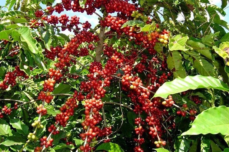 Limu Coffee Seeds (Coffea arabica var. Limu) – Premium Certified High-Yield Specialty Ethiopian Gourmet Coffee Bean Seeds for Planting (120 Pcs)