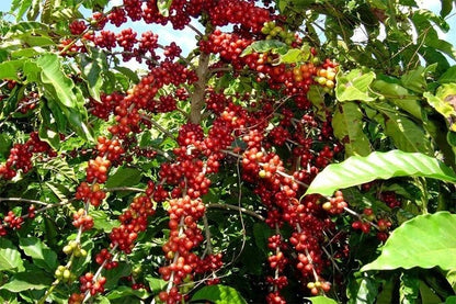 Limu Coffee Seeds (Coffea arabica var. Limu) – Premium Certified High-Yield Specialty Ethiopian Gourmet Coffee Bean Seeds for Planting (120 Pcs)