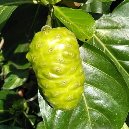 100+ Noni Starvation Fruit Seeds (Morinda citrifolia) – Premium Indian Mulberry & Traditional Medicinal Tropical Tree Seeds for Planting