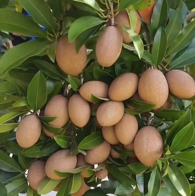 Kmak Sapodilla (Manilkara zapota) – 35+ Premium Chikoo Seeds