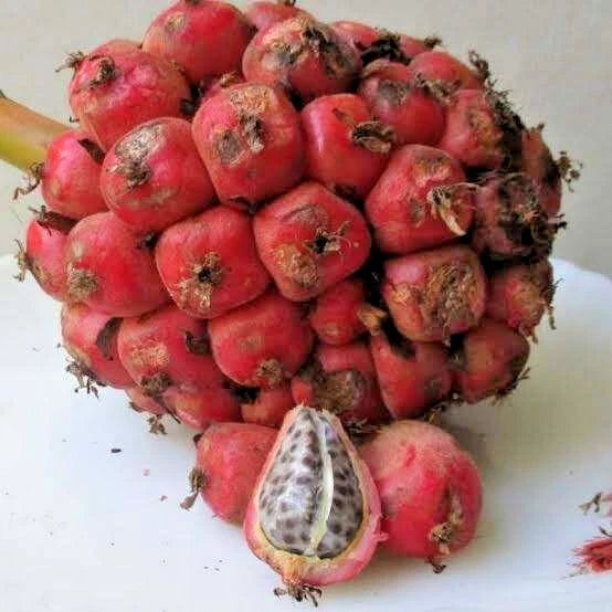 Red Torch Ginger Seeds (Etlingera elatior / 100+ Kecombrang Rare Tropical Flower Seeds) – Premium Exotic Botanical Specimen Plant Seeds for Planting