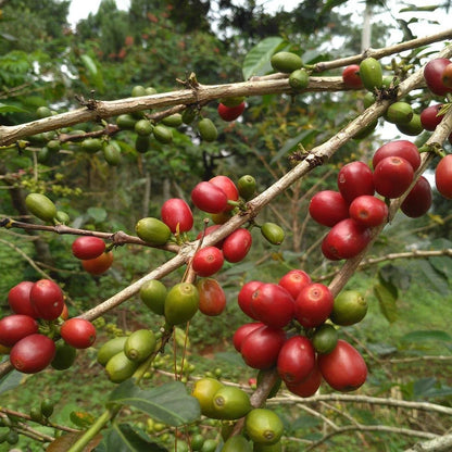 S795 Coffee 300+ Seeds (Coffea arabica var. S795) – Bulk Selection 795 India Specialty Coffee Beans for Planting and Cultivation