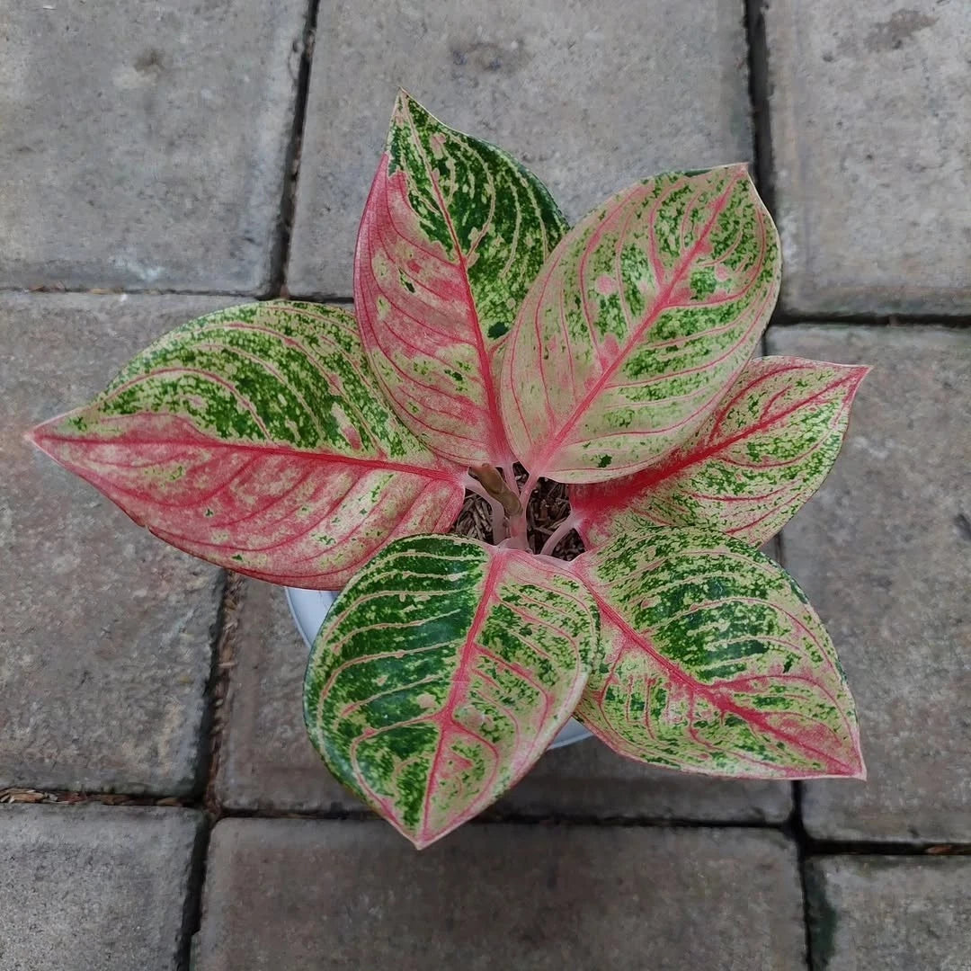 Aglaonema 'Romantic Love' - Charming & Unique Tropical Houseplant