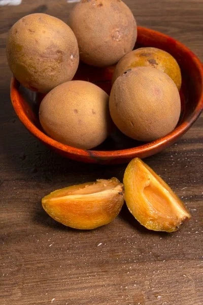 Premium Sapodilla Seeds var. Bangsai (Manilkara zapota 'Bangsai') – Sweet Thai Chico Zapote Fruit Seeds for Planting (35 Pcs)