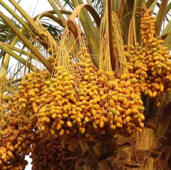 Premium Sukkari Dates Palm Seeds (Phoenix dactylifera var. Sukkari) – Sweet Desert Date Fruit Tree Seeds for Planting (35+ Pcs)