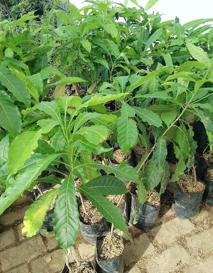 Australian 'Abiu' Grafted Fruit Tree - Premium Tropical Tropical Pouteria caimito