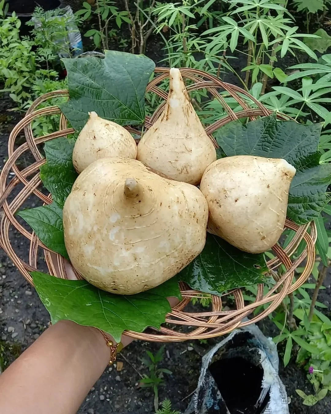 Jicama Yam Bean Seeds (Pachyrhizus erosus / 50+ Crisp Sweet Root Vegetable Seeds) – Premium Exotic Botanical Specimen Plant Seeds for Planting