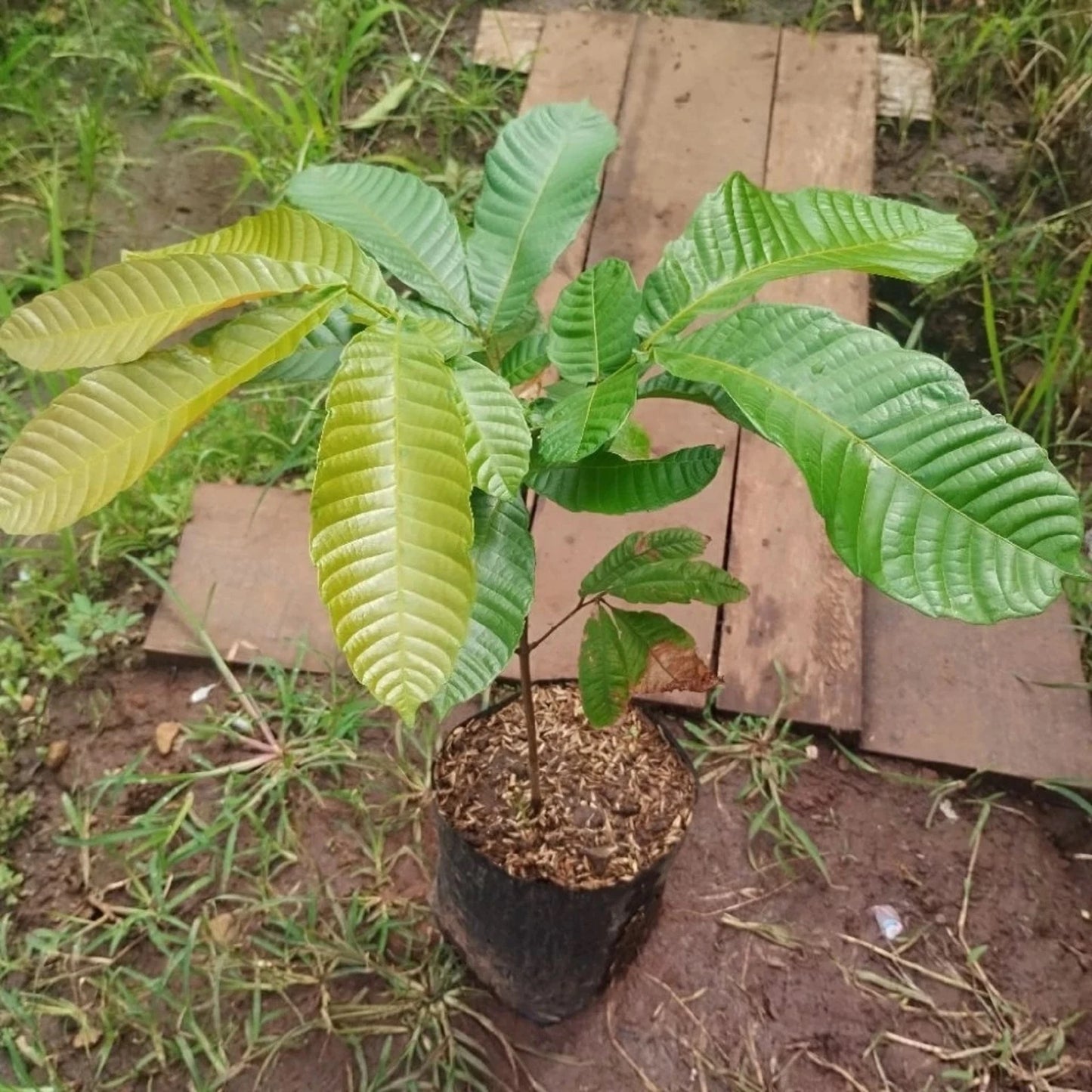 Matoa Papua Fruit Tree - Premium Grafted Rare Tropical Tree