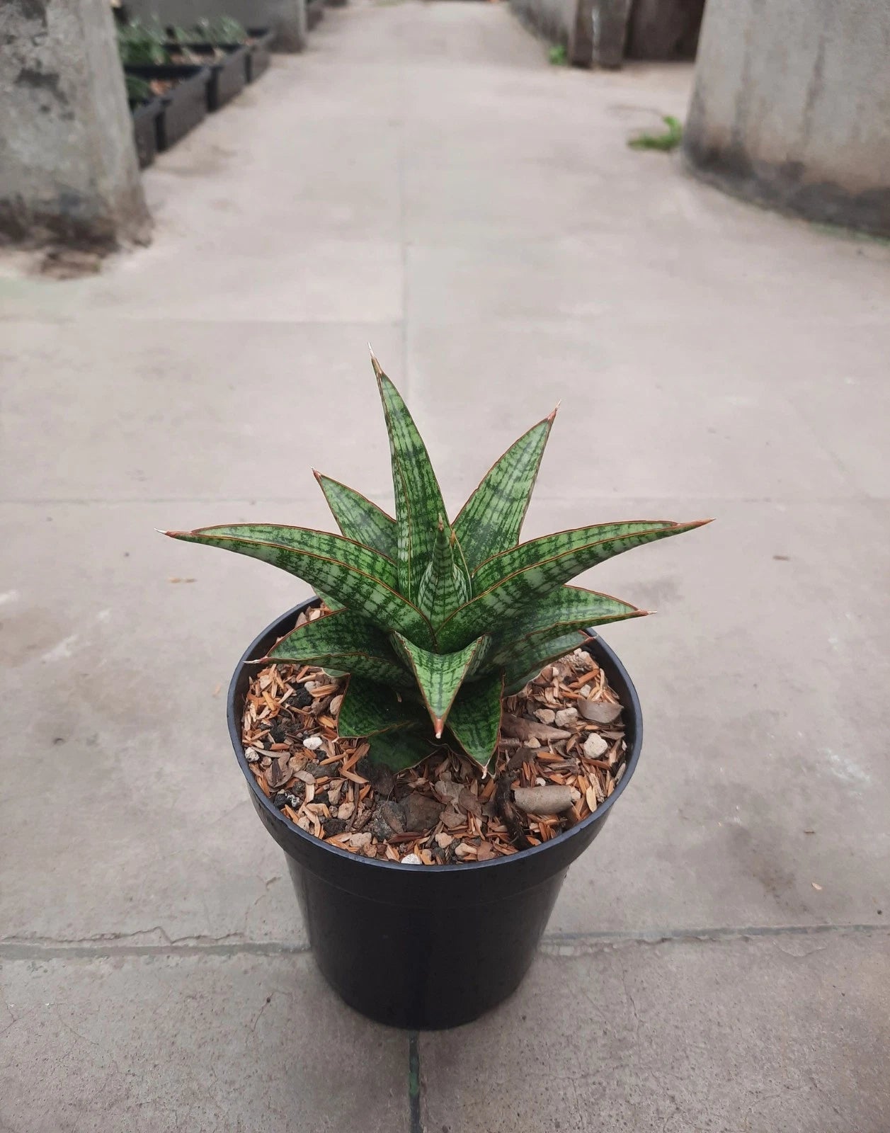 Sansevieria Hybrid Samosir – Rare Tropical Snake Plant Specimen for Indoor and Outdoor Living (Live Plant)