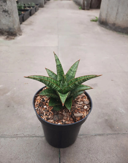 Sansevieria Hybrid Samosir – Rare Tropical Snake Plant Specimen for Indoor and Outdoor Living (Live Plant)