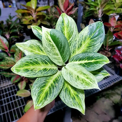 Aglaonema 'Green Covid' - Lush & Unique Tropical Houseplant