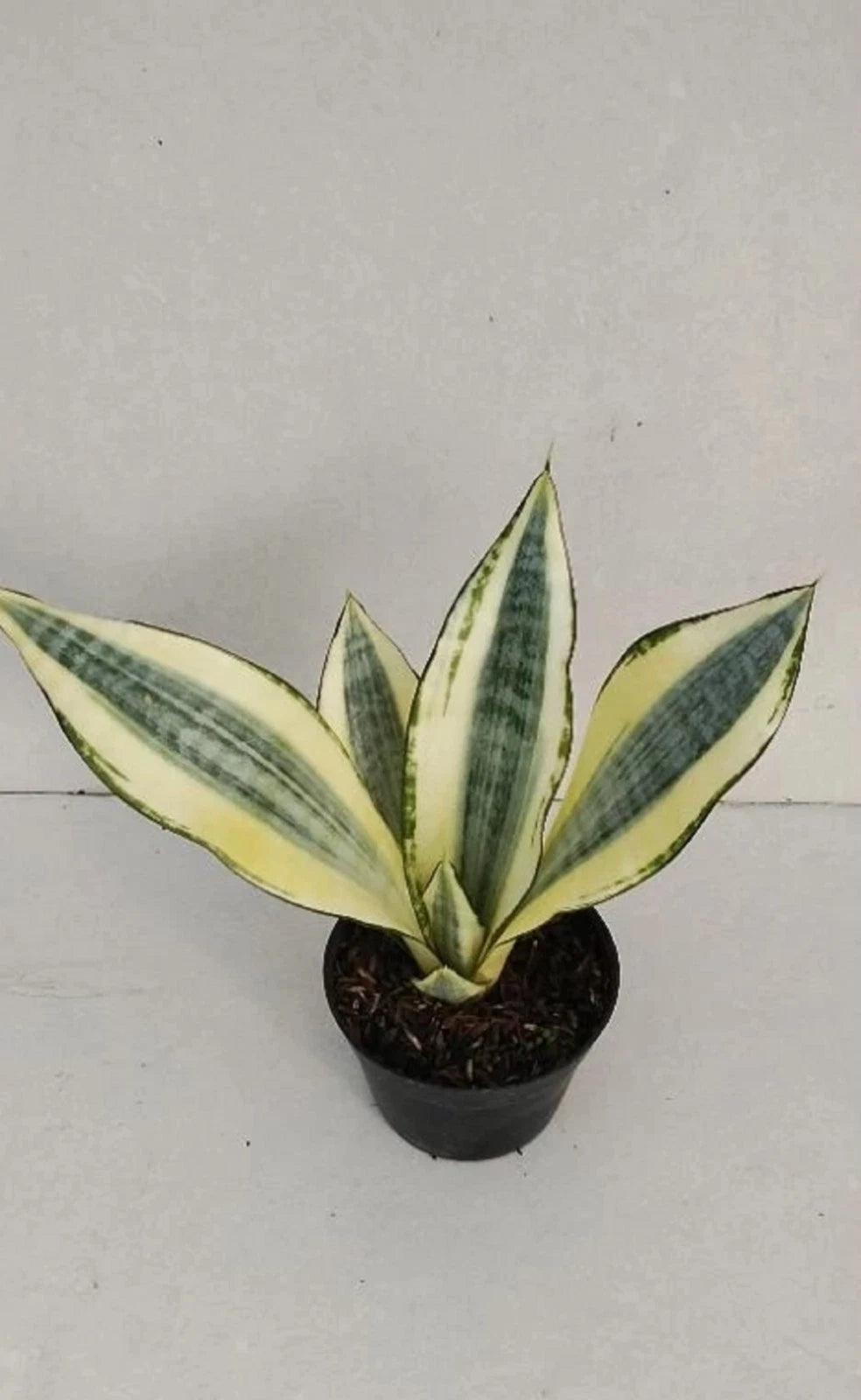 Rare Sansevieria Futura Hendrika Mutation Live Plant - Premium Collector Indoor Houseplant