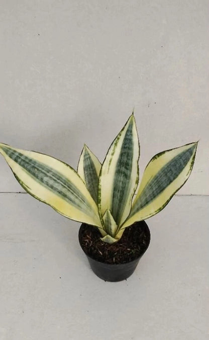 Rare Sansevieria Futura Hendrika Mutation Live Plant - Premium Collector Indoor Houseplant