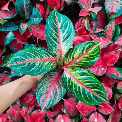 Aglaonema 'Red Borju' – Vibrant Tropical Indoor Beauty