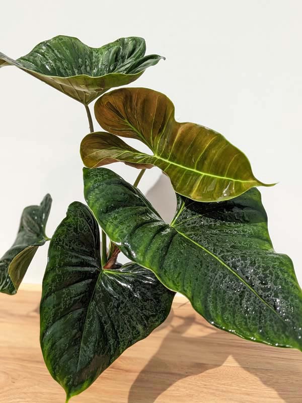 Rare Philodendron Lupinum Mature Size - Premium Large Exotic Tropical Climbing Aroid