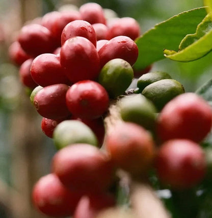 Geisha Sumatra Coffee (Coffea arabica) – 120+ Premium Micro-Lot Seeds