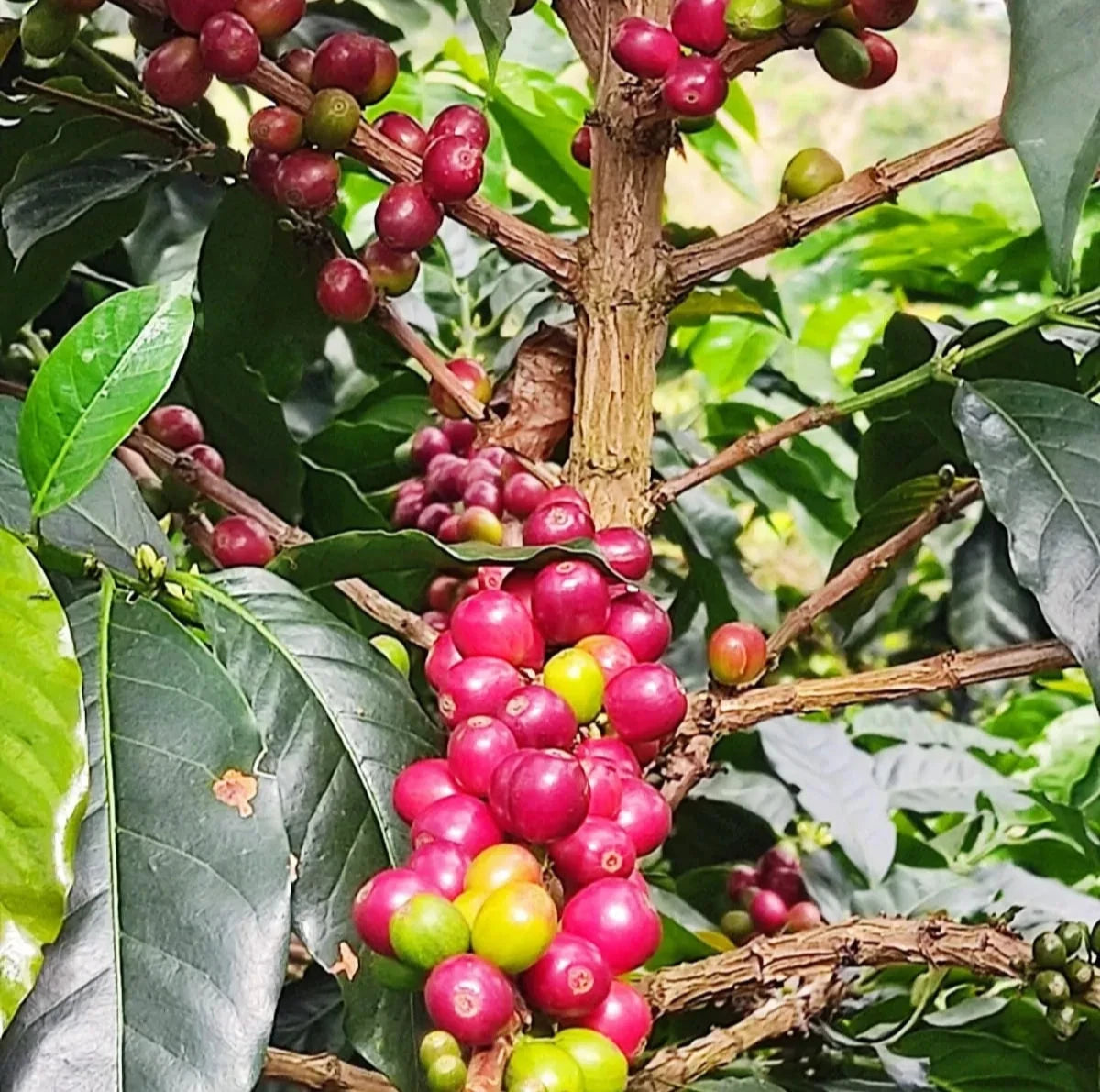 Certified Hybrid H3 Coffee Seeds (Coffea sp.) – Rare Disease-Resistant Specialty Coffee Bean Seeds for Planting (120+ Pcs)