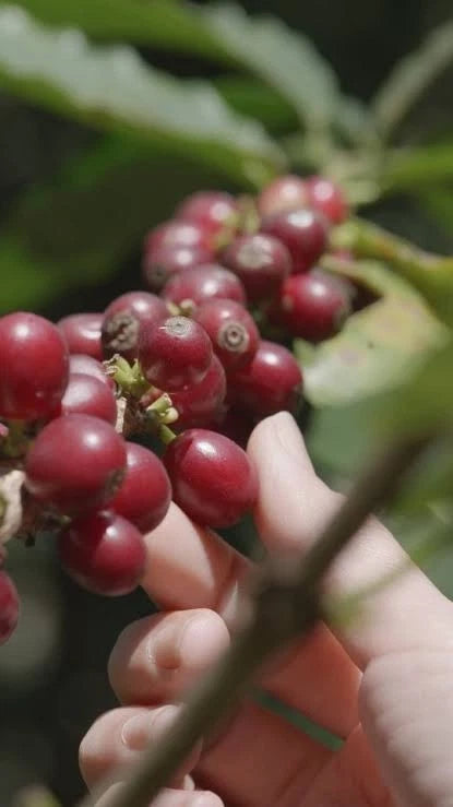Bourbon Purple Coffee Seeds (Coffea arabica var. Bourbon Rojo / Purple Bourbon) – Rare Heirloom Specialty Coffee Beans for Planting and Cultivation