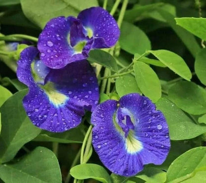 Butterfly Pea Seeds (Clitoria ternatea) – 2.000++ Bulk Premium Blue Tea Seeds