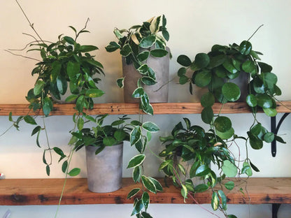 Hoya ‘Bamboo Silver’ | Rare Tropical Wax Plant | Silver Leaves Hoya | Indoor Outdoor Houseplant