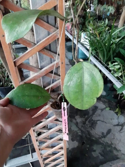 Hoya vitellina – Rare Tropical Wax Vine