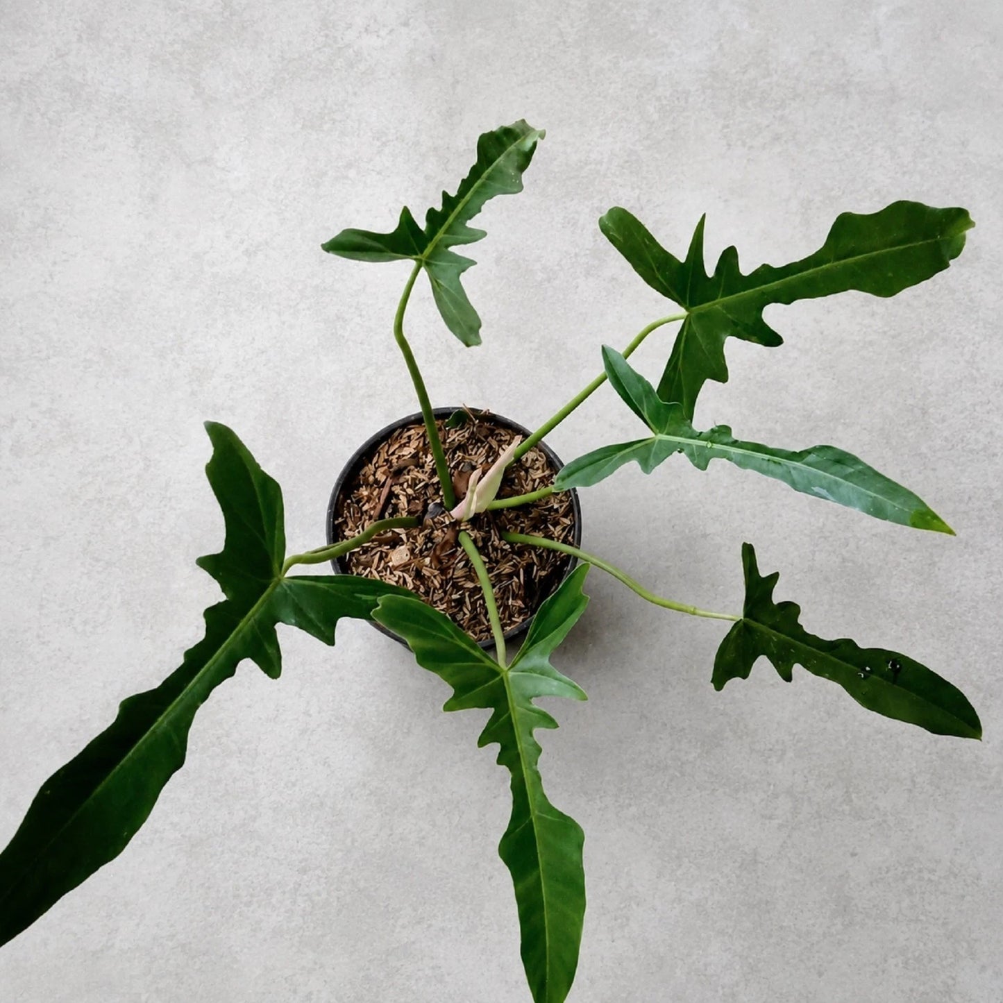 Philodendron longilobatum 'Narrow' - Rare Tropical Architectural Aroid