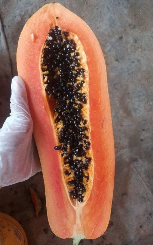 Bulk Red Cibinong Papaya Seeds (Carica papaya 'Red Cibinong') – 150+ Premium Fresh Rare Large Sweet Red Papaya Seeds for Planting