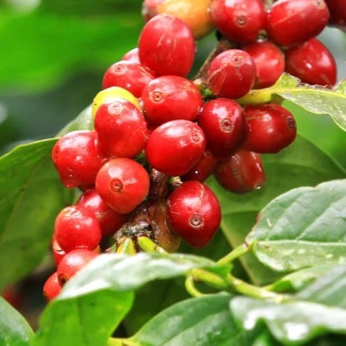 Certified Laurina Coffee Seeds (Coffea sp.) – Rare Low-Caffeine Bourbon Pointu Coffee Bean Seeds for Planting (120+ Pcs)