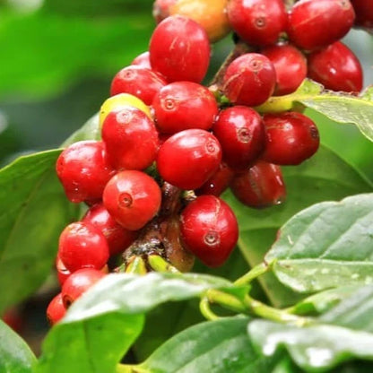 Certified Laurina Coffee Seeds (Coffea sp.) – Rare Low-Caffeine Bourbon Pointu Coffee Bean Seeds for Planting (120+ Pcs)
