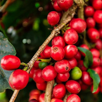 Green Tip Gesha Coffee Seeds (120+ Bulk Seeds, Coffea arabica var. Geisha) – Legendary Panamanian Award-Winning Gourmet Coffee Bean Plant Seeds for Planting