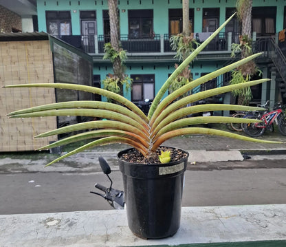 Sansevieria 'Rodesiana' Pink Variegated - Large Specimen Collector’s Plant