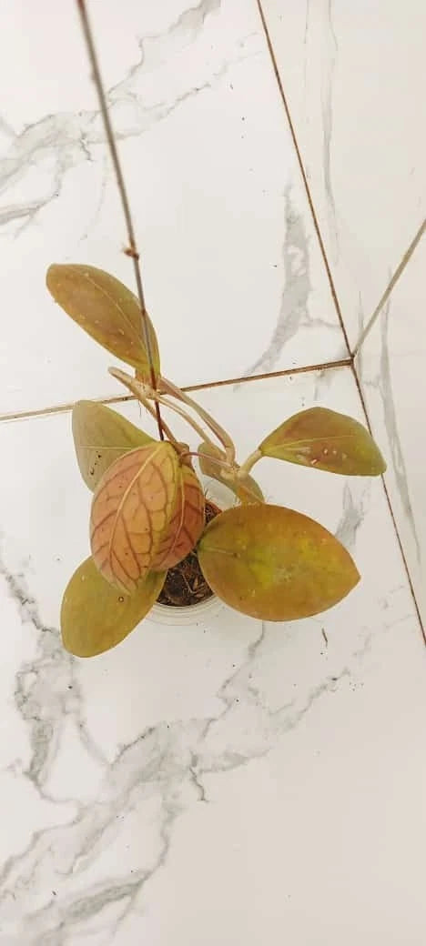 Hoya Talang Ogan Red Leaves Seeds (Rare Tropical Wax Plant Specimen / 15+ Exotic Red-Leaf Asclepiad Vine Seeds) – Premium Botanical Specimen Plant Seeds for Planting