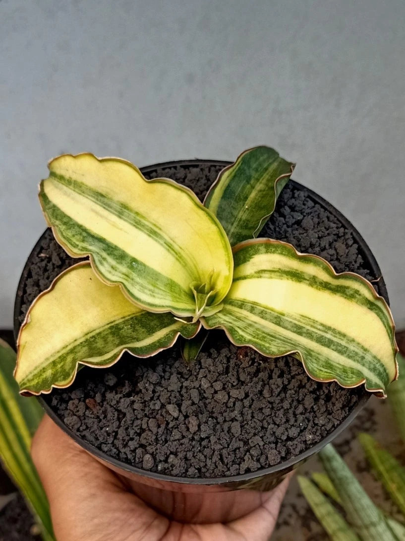 Sansevieria 'Dragon Jade' Variegated – Rare Tropical Succulent Specimen