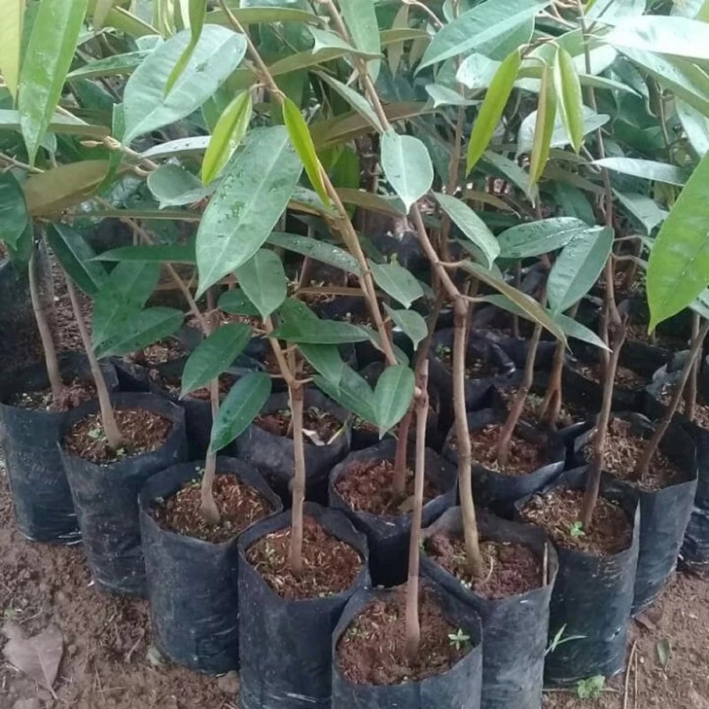 Sun Durian (Durian Matahari) - Premium Grafted Fast-Fruiting Tropical Tree