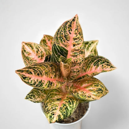 Aglaonema 'Widuri Orange' - Premium Tropical Foliage