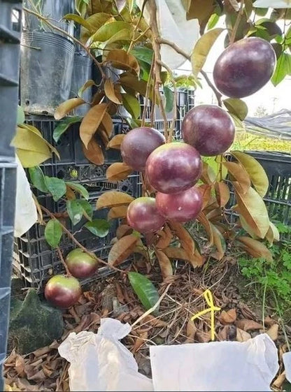 Purple Kenitu (Chrysophyllum cainito) – Premium Grafted Live Seedling (Pot Ready)
