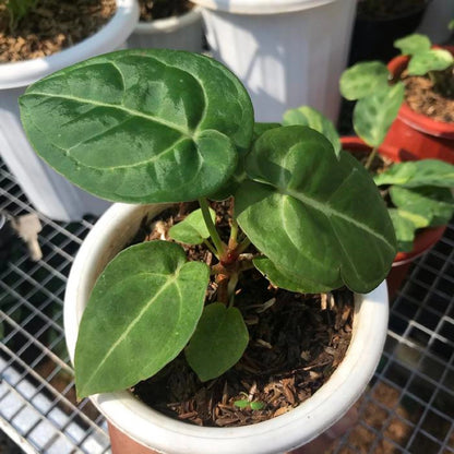 Anthurium forgetii x Ace of Spades - Rare Velvet Dark Leaf Aroid